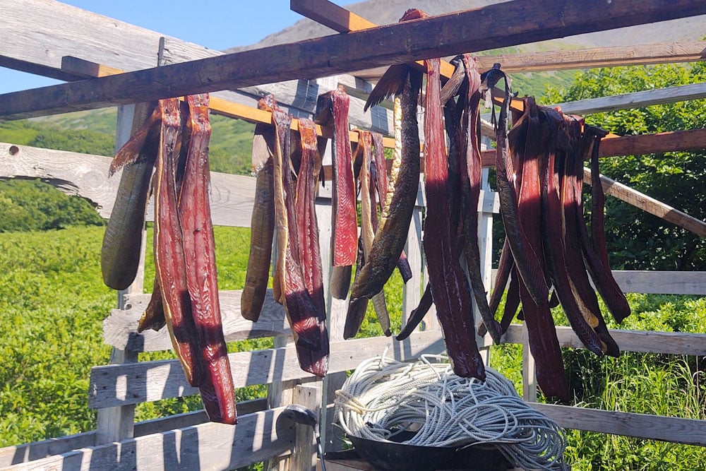 Salmon drying